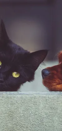Carnivore Dog Cat Live Wallpaper