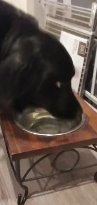 This live wallpaper features a beautiful large black dog eating out of a metal bowl on a wooden tray