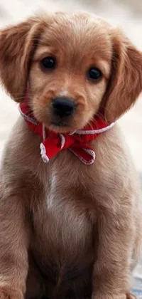 This live phone wallpaper features an adorable small brown dog wearing a red bow tie and bandana