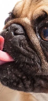 This live wallpaper features an irresistible dog sticking its tongue out in a close-up shot