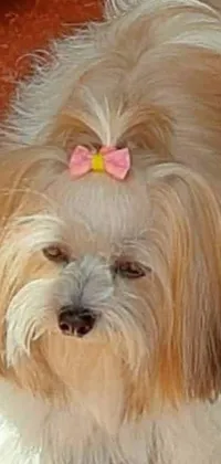 This phone live wallpaper showcases a cute brown and white dog with a pink bow on its head, surrounded by pastel colors with a white long hair and tanned skintone