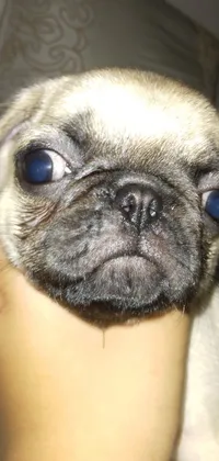 This phone live wallpaper features a heartwarming close-up of a small pug nestled in someone's arms