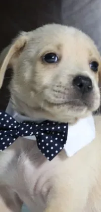 This phone live wallpaper features an irresistible puppy with a white labrador retriever face wearing a blue bow tie and a trendy blond goatee
