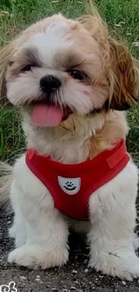 Looking for an adorable live wallpaper for your phone screen? Check out this charming Shih Tzu dog phone live wallpaper! Featuring a cute and playful small dog wearing a vibrant red harness with white kanji insignias and a stylish vest top, this lively phone wallpaper is perfect for any dog lover