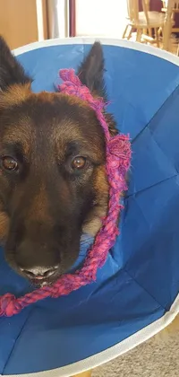 This live wallpaper depicts a brave German Shepherd wearing a medical cone, strangled by rope and hospital bound