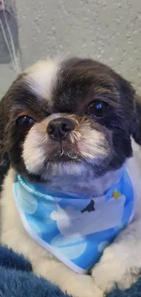 Looking for an adorable wallpaper that will capture your heart and set a peaceful ambiance on your phone screen? This black and white animated dog wearing a blue bandana with groomed facial hair is perfect for you! The dog is about 60 years old, and the starry sky background, with twinkling stars, will immediately transport you to a calm and tranquil state of mind