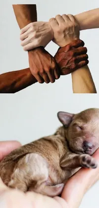 This phone live wallpaper depicts a heartwarming scene of a person holding a small dog, set against a renaissance-inspired backdrop where each land is uniquely colored