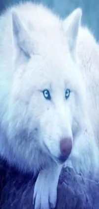 This live wallpaper depicts a beautiful white wolf lounging on a rocky surface