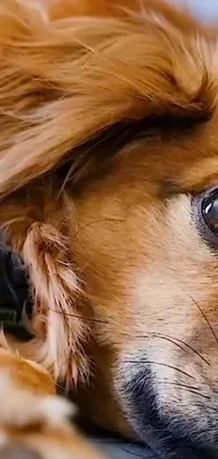 This phone live wallpaper showcases a gorgeous close-up of a dog resting on a cozy bed