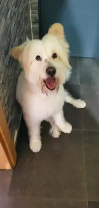 This captivating phone live wallpaper depicts an adorable small white dog