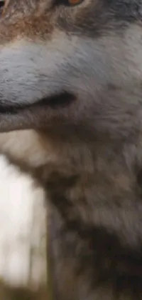Carnivore Dog Felidae Live Wallpaper