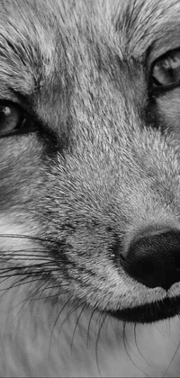 This phone live wallpaper features a striking black and white photograph of a fox in close-up view