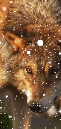 This live wallpaper showcases the beauty of a wolf in winter