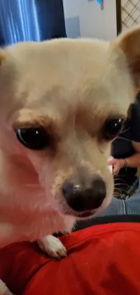 This phone live wallpaper showcases a stunning close-up of a small chihuahua with big, surprised eyes