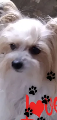 This lively phone live wallpaper features a fluffy white dog wearing a cute collar with paw prints