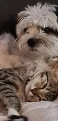 This live wallpaper for your phone features a Havanesedog and a cat snuggled up together on a soft bed
