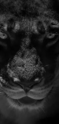 Carnivore Dog Mammal Live Wallpaper