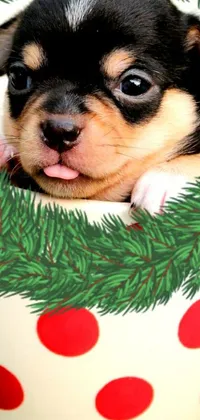 Decorate your phone screen with a lively close-up wallpaper of a cute dog in a bowl