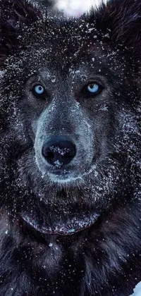 This phone wallpaper showcases a stunning close-up of a big dark dog with piercing blue eyes in a snowy wilderness, possibly a wolf in Siberia