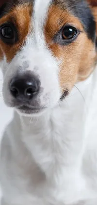 This jack russel terrier live wallpaper features a stunning close-up portrait of a friendly dog
