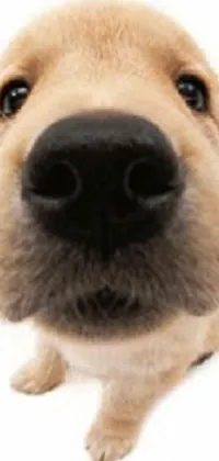 This phone live wallpaper features a close-up image of a dog's nose on a white background, perfect for dog lovers