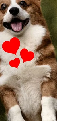 This phone live wallpaper features an adorable brown and white dog with hearts on its chest