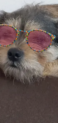 Looking for a playful and photorealistic wallpaper for your phone? Check out this trendy live wallpaper featuring a Yorkshire Terrier wearing sunglasses and relaxing on a couch