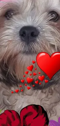 Get ready to fall in love with this delightful phone live wallpaper featuring a close-up photo of a hairy and adorable dog with hearts on its face