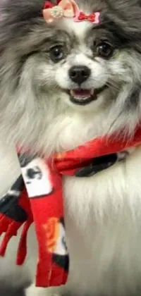 This phone live wallpaper features a close-up of a pomeranian, a small and playful breed of dog known for its fluffy fur