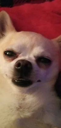 This live wallpaper for smartphones showcases a cute chihuahua with a goofy face and round teeth