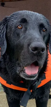This live phone wallpaper depicts a black dog wearing a life jacket, standing in a blue pool surrounded by green foliage and colorful tiles