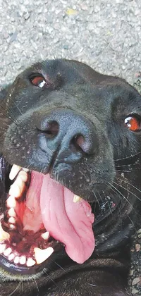 This phone live wallpaper showcases a lively photo of a dog with an open mouth, viewed from above and captured in a close-up shot by a seasoned photographer
