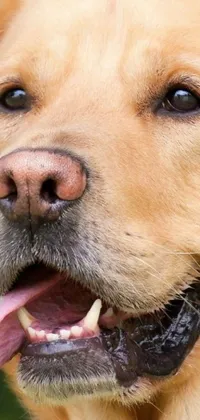 This phone live wallpaper features a photorealistic close-up of a golden retriever with its tongue out