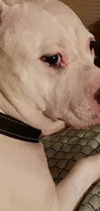 This live wallpaper for your phone features a stunning white Pitbull lying on a bed, captured in a close-up shot