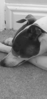 This live wallpaper features a stunning black and white photo of a peaceful dog laying down