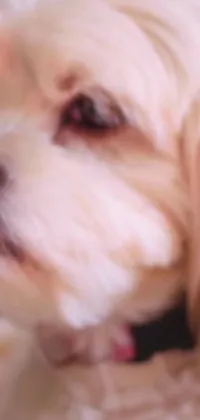 Looking for a phone wallpaper that will make you smile? Check out this high-quality live wallpaper that features a close-up of an adorable Havanese dog wearing a collar
