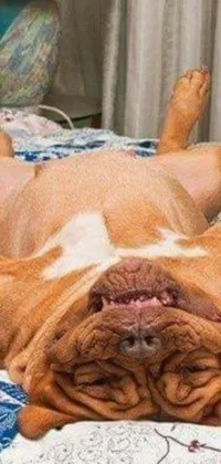 Carnivore Dog Racy Live Wallpaper