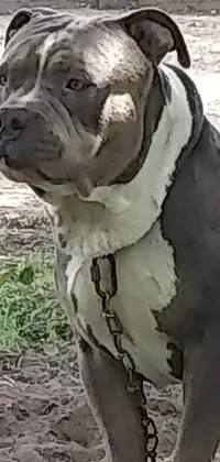 This phone live wallpaper showcases a pitbull with a unique mixture of cyborg and baroque elements, set against a background of dirt