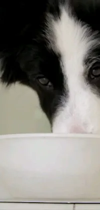 Looking for a charming and visually appealing live wallpaper for your phone? Check out this black and white dog design! Featuring a close-up of a face of a fuzzy little border collie, the wallpaper is accented by the addition of milk gracefully pouring into a bowl just off-screen