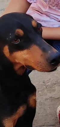 This phone live wallpaper features a realistic scene of a woman and a Rottweiler rabbit hybrid dog in Sri Lanka, both wearing face masks