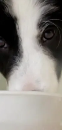 This live phone wallpaper features a close-up portrait of a black and white border collie with its face focused on eating out of a white bowl