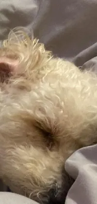 This phone live wallpaper features a peaceful and cozy white dog sleeping on top of a bed