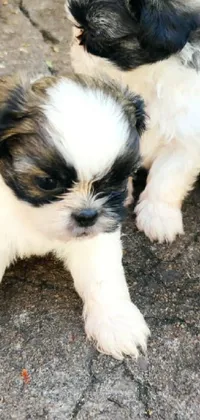 This adorable live wallpaper features three small black and white shih tzu puppies standing together, walking proudly down a street in Sri Lanka