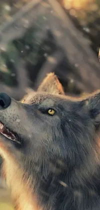 Looking for a stunning live wallpaper for your phone that features the beauty and power of nature's creatures? Check out this amazing and ultra-realistic HD wolf and person close-up wallpaper
