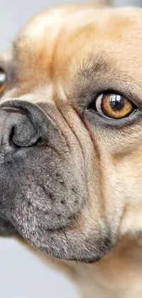 This phone live wallpaper showcases the charming face of a French Bulldog in stunning photorealism
