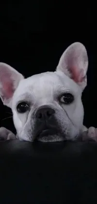 This live phone wallpaper showcases a French Bulldog in photorealistic detail