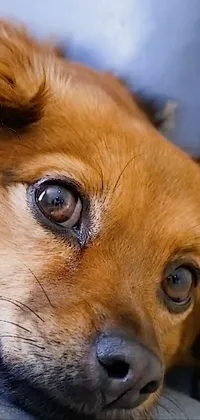 This phone live wallpaper features a photorealistic close-up shot of a dog laying on a chair, showcasing beautiful caramel-colored eyes with tears