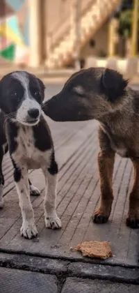 This live wallpaper for your phone features two adorable dogs snuggled up together, kissing affectionately