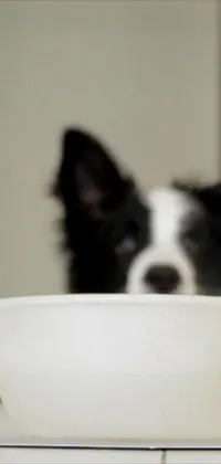 Discover an adorable live phone wallpaper of a black and white dog enjoying a meal from a bowl amidst a misty environment