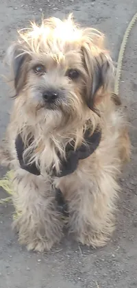 This phone live wallpaper depicts a small, scruffy dog on a leash wearing a wet coat, accompanied by an older male